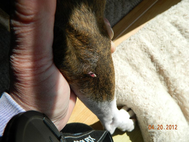 skin tags on dogs skin tags on dogs