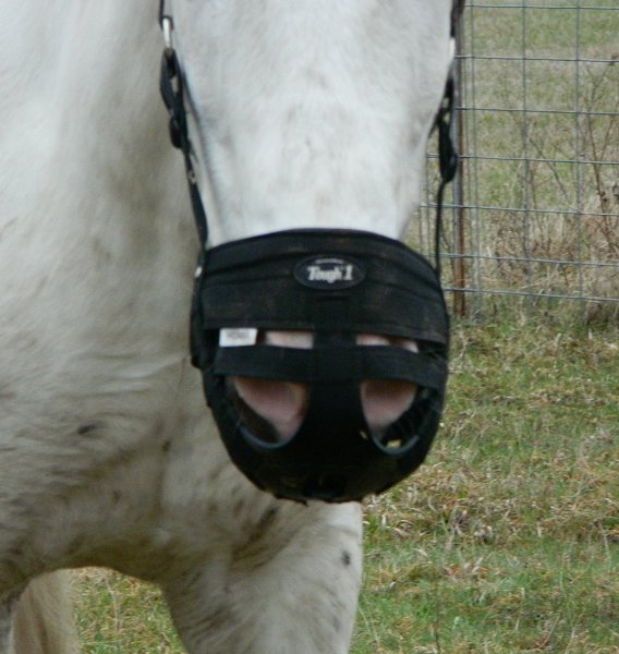 grazing muzzles Page 2 Miniature Horse Forum Miniature Horse Talk