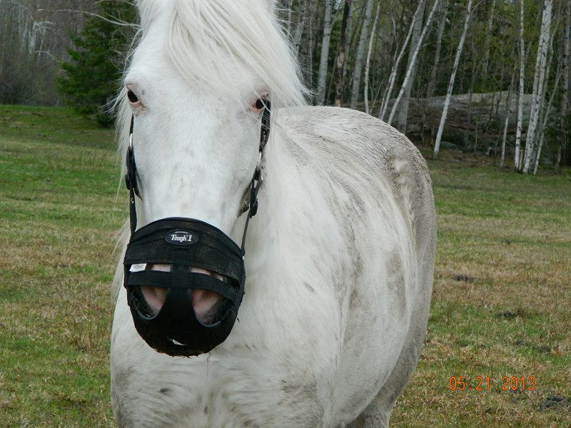 grazing muzzles Page 2 Miniature Horse Forum Miniature Horse Talk