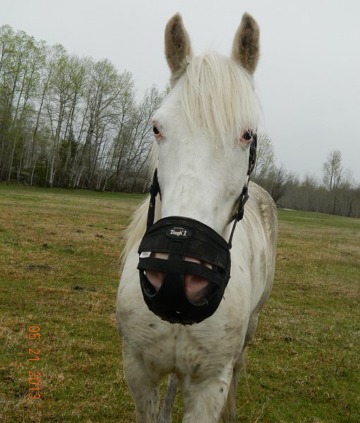 grazing muzzles Page 2 Miniature Horse Forum Miniature Horse Talk
